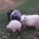 Werken met Wol Hennie Hartkamp 20160110 154519