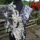werkenmetwol werken met wol vilt vilten producten workshop verkoop
